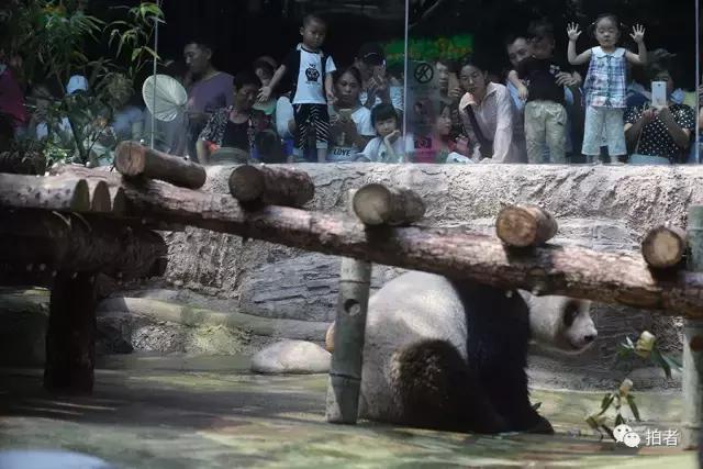 热浪来袭动物园的动物们这样消暑,热浪侵袭动物园居民各出奇招解暑