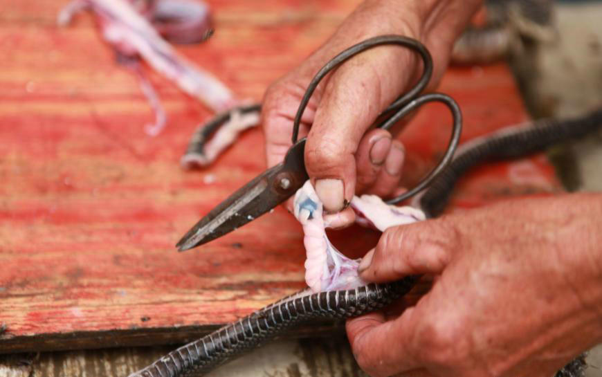 生吃蛇胆清热解毒吗,生吃蛇胆真的大补吗