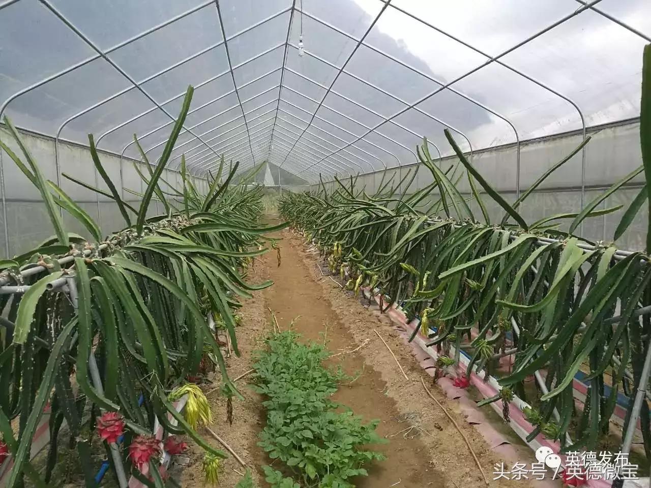 甯﹀姩鍛ㄨ竟鍐滄埛澧炴敹鑷村瘜,甯﹀姩鏉戞皯绉嶆缁忔祹浣滅墿鑷村瘜