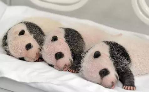 长隆攻略广州长隆欢乐世界攻略,广州长隆最全游玩攻略及费用