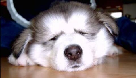 狗粮开袋多少天过期,狗粮开封保质期是多久