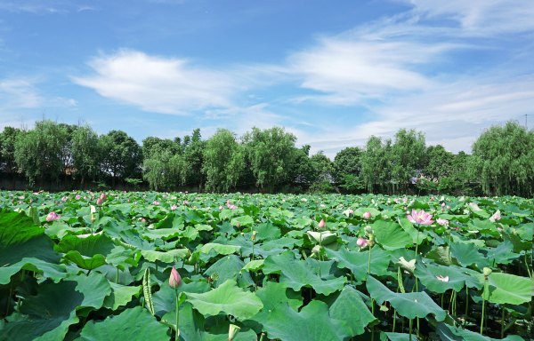 浙江嘉善大云旅游,嘉善大云周末玩的地方推荐