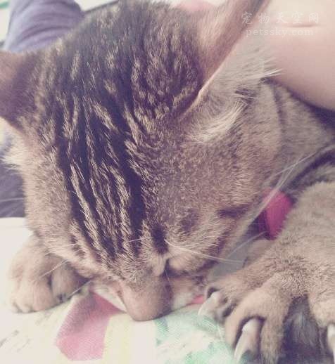 猫踩奶科普,猫在主人身上踩奶是什么意思