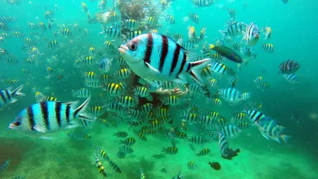 三亚潜水避坑攻略,三亚潜水新技巧