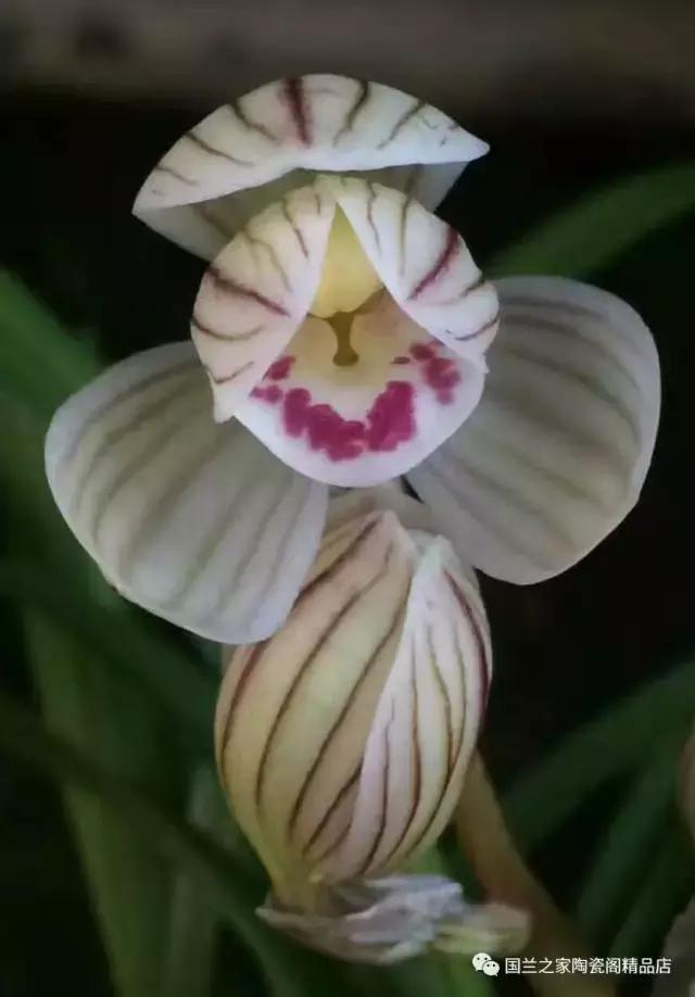 春兰和蕙兰莲瓣,蕙兰带花苞的兰花怎样上盆