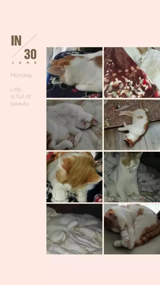 猫咪睡姿大作战,猫咪大字型睡姿图片