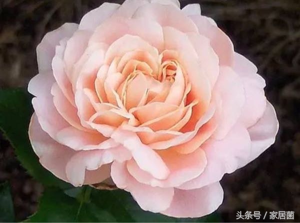 世界上最贵的花去哪卖,世界上最贵的花是哪个国家