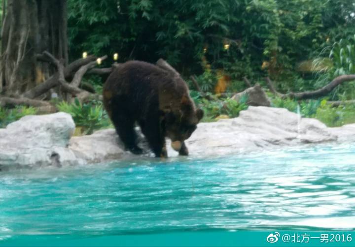 长隆野生动物世界自驾车,长隆野生动物世界免票吗