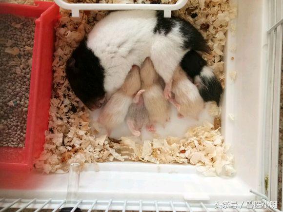 网友的仓鼠繁殖能力惊人,送完一窝,又来一窝,快要养不起了