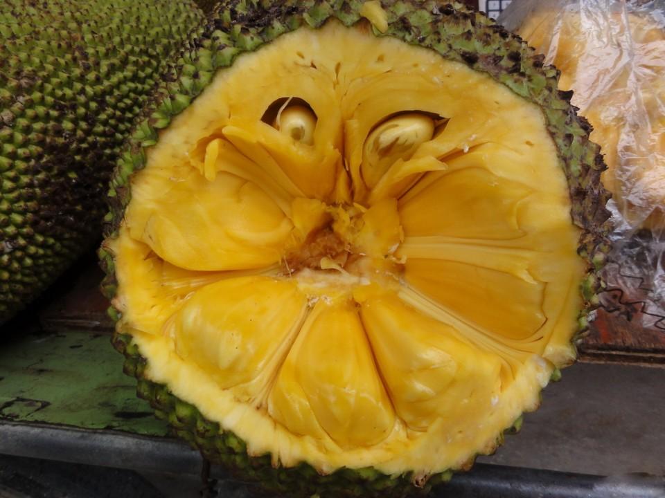 树上菠萝干苞和湿苞图片,湿苞菠萝蜜树