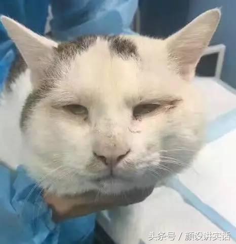 猫咪割双眼皮对比图,猫咪割双眼皮后对比