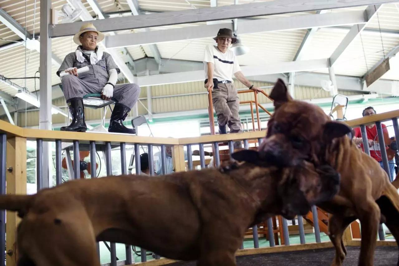 捕杀流浪猫狗的国家,大量捕杀流浪猫犯法吗