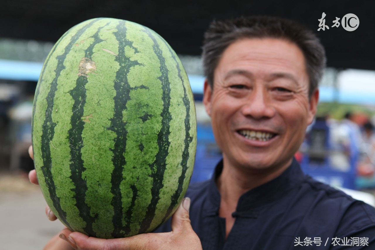 西瓜种植农药使用,西瓜常用杀虫剂配方