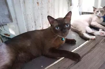 猫咪眼睑内翻解决办法,猫咪下眼睫毛内翻割眼皮后闭不上