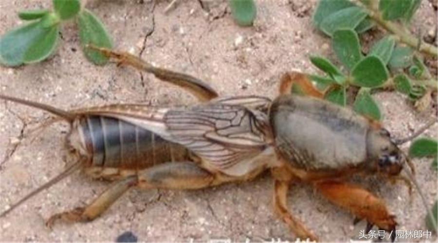 红枫盆景的养护和管理方法,美国红枫树种栽培与管理