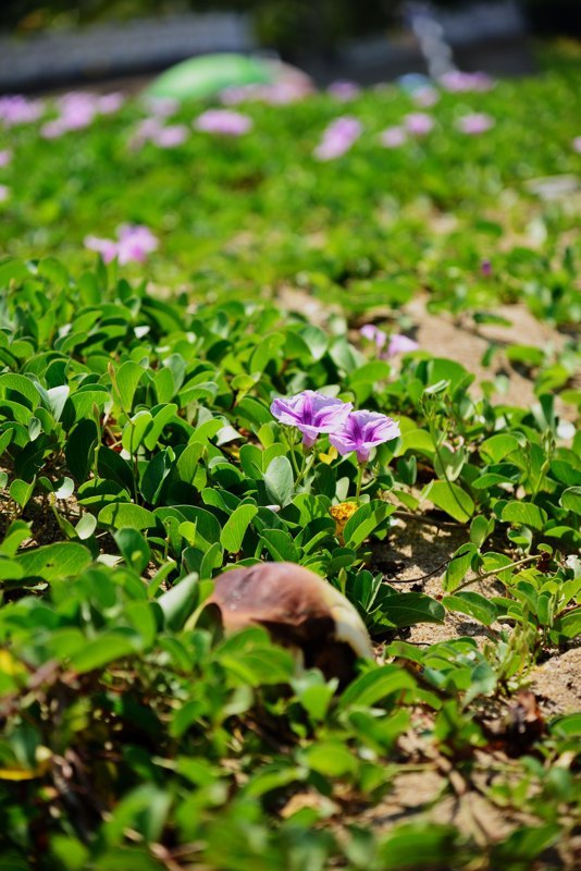 三亚能吃能玩的地方,三亚自由行玩到嗨