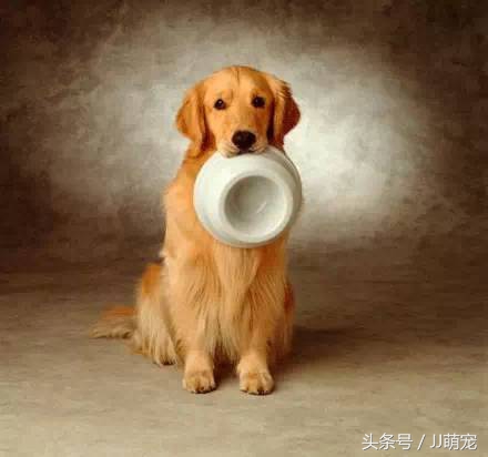 世上有多少种狗狗,世上有几种狗狗叫什么名字