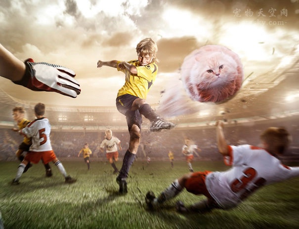 当把赛场上的足球PS成猫咪后，是不是有些搞笑？（12张）