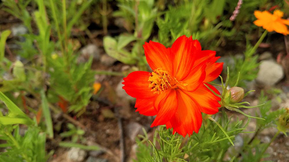 无边框努比亚z17,努比亚z17无边框是全网通吗