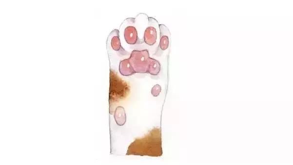 猫爪肉球形状判断猫咪性格,猫咪肉球颜色决定猫咪性格
