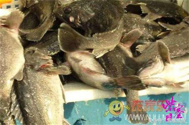 京津冀农家院详细攻略,紫塞大钦岛伟浩渔家乐