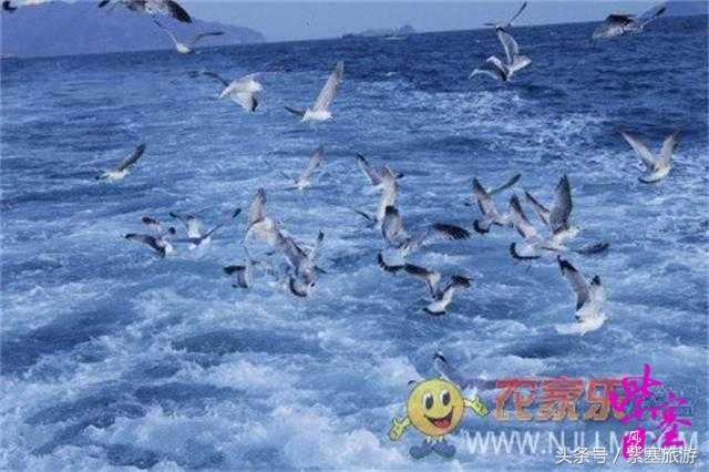 京津冀农家院详细攻略,紫塞大钦岛伟浩渔家乐