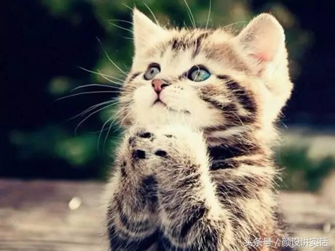 猫咪割双眼皮对比图,猫咪割双眼皮后对比