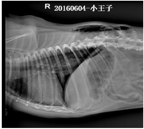 一例犬胸壁透创并发气胸诊治报告