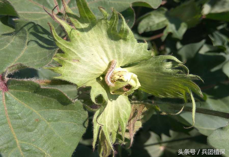 新疆棉花的种植技术优势,疆新棉业