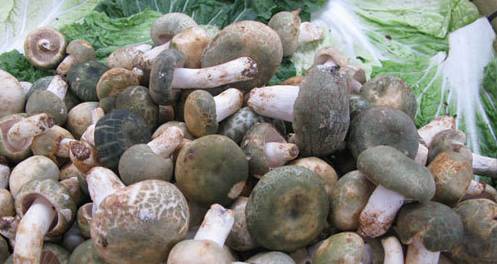 买菌菇被骗,买菌子东西被骗了怎样能追回钱