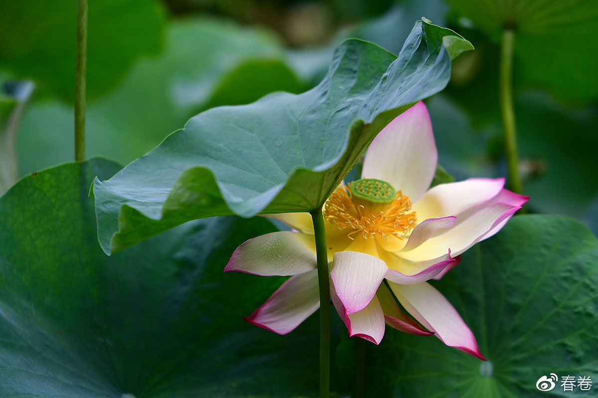 尼康和腾龙合作的镜头,尼康腾龙长变焦镜头比较