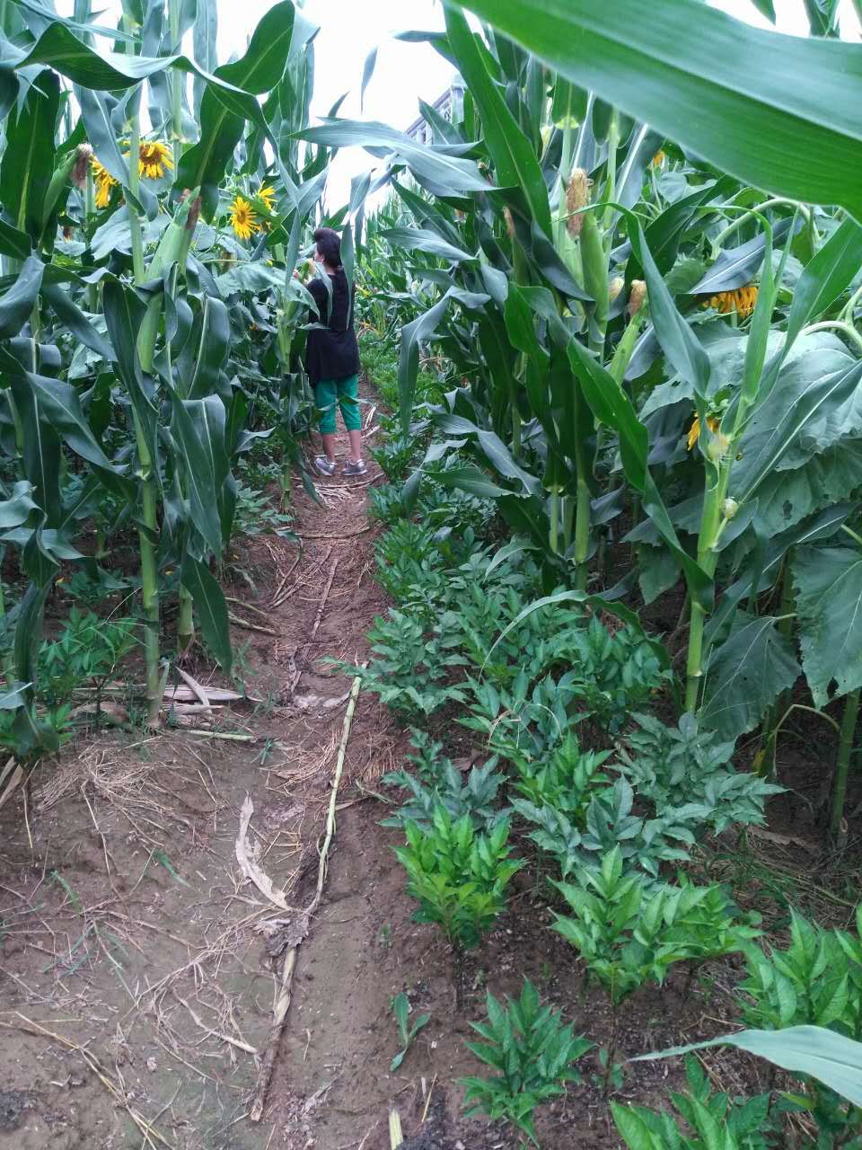 魔芋叶枯病怎么治,魔芋树叶枯病怎么治疗