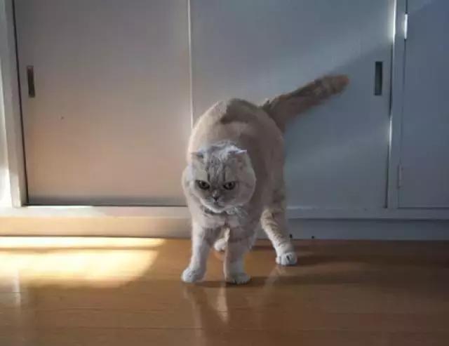 撸猫需谨慎正确亲密接触猫主子,撸猫的时候猫咪是怎么想的