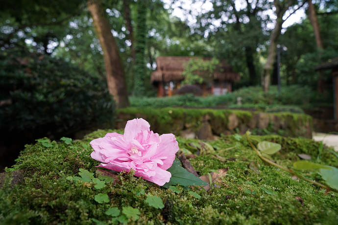 杭州西湖低奢度假村,浙江杭州西湖旅游风景度假区