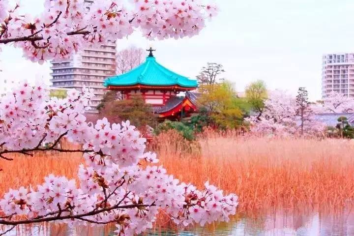 7月份日本旅游购物,日本夏天旅游必买十件事