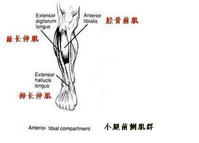怎么练又细又有力的肌肉腿,腿部肌肉力量训练方法视频教程