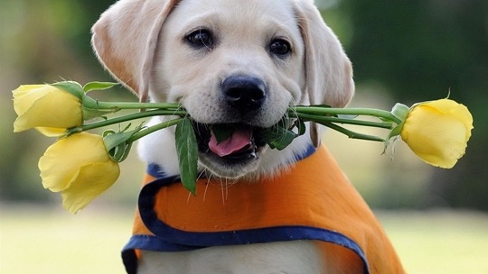 盘点十二星座对应的宠物都是什么,十二星座的专属宠物的图片