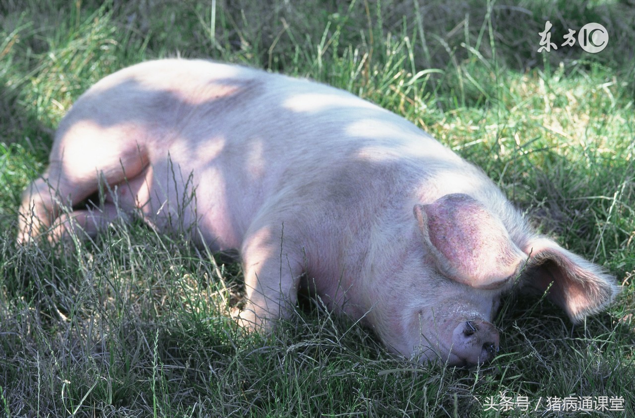 猪羔中暑症状,猪睡觉地方太热中暑怎么办
