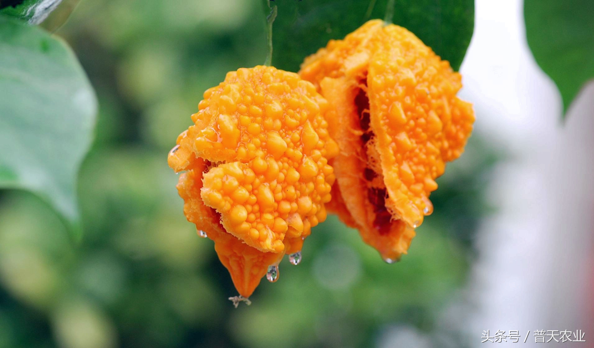癞葡萄的种植方法和时间,癞葡萄怎么种植