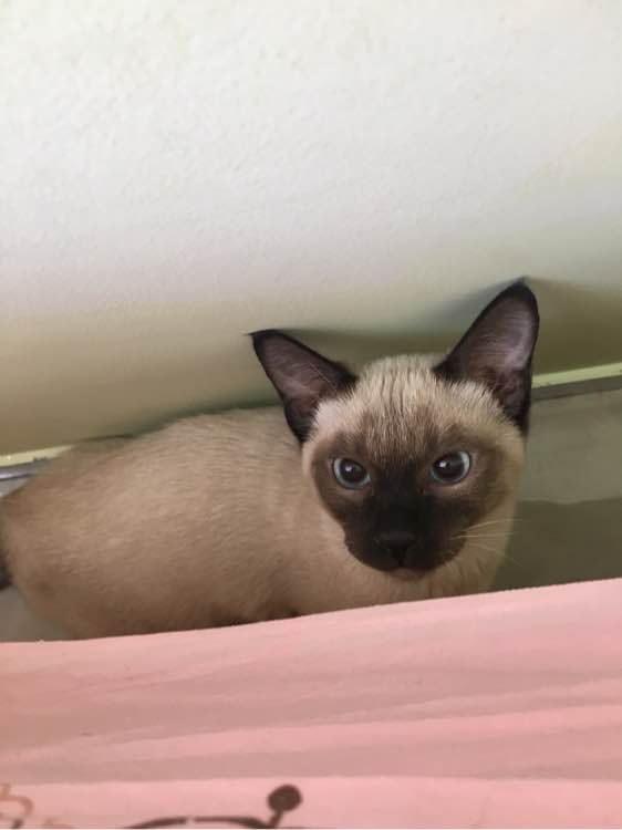 主人养了一只猫的视频,猫中哈士奇暹罗猫