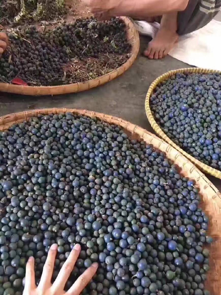 金刚菩提怎么区分大小金刚,红皮金刚菩提和黄皮金刚菩提