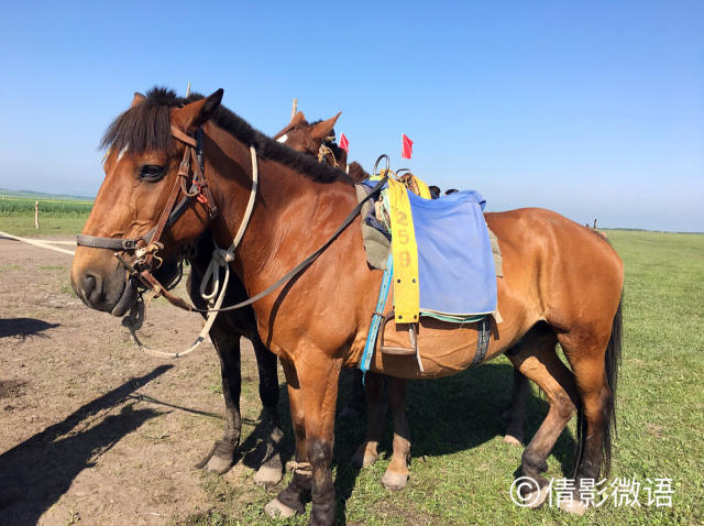 倩影留痕｜承德·丰宁坝上草原游记