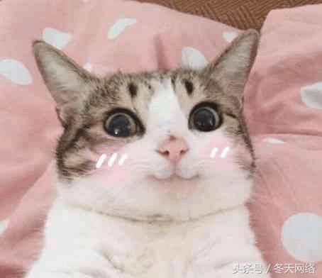 京东闪付与白条闪付有什么区别,京东闪付和白条闪付有区别吗