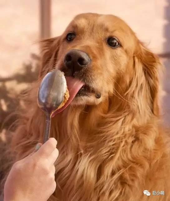 狗狗吞食异物如何知道它是否吐完,如果狗狗看见地上的食物吃怎么办