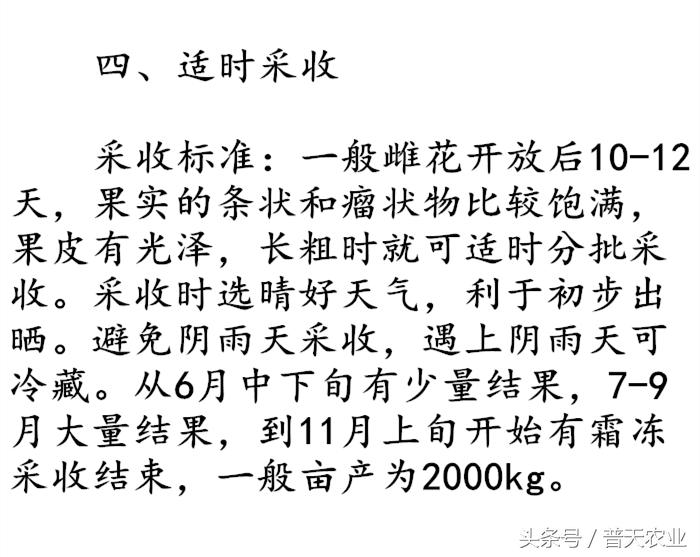 癞葡萄的种植方法和技术,癞葡萄种植方法和注意事项