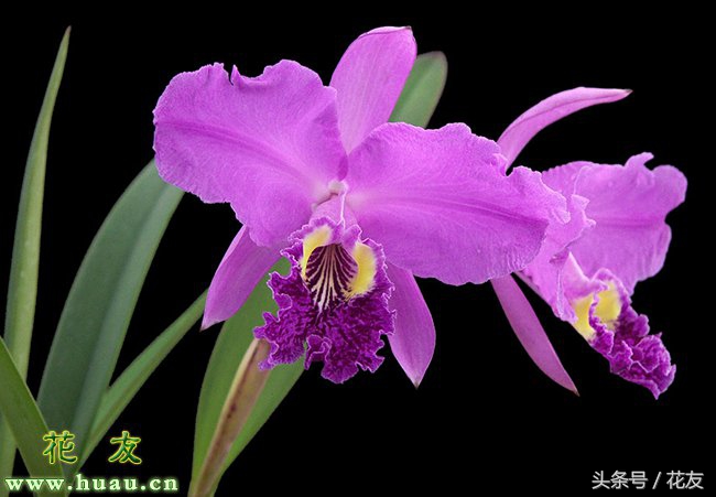 卡特兰和兰花哪个好养,卡特兰兰花