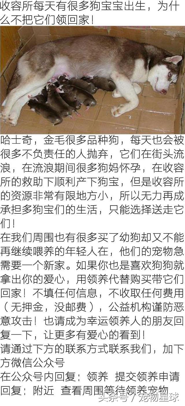 阿拉斯加中暑致死的症状,阿拉斯加生病死亡