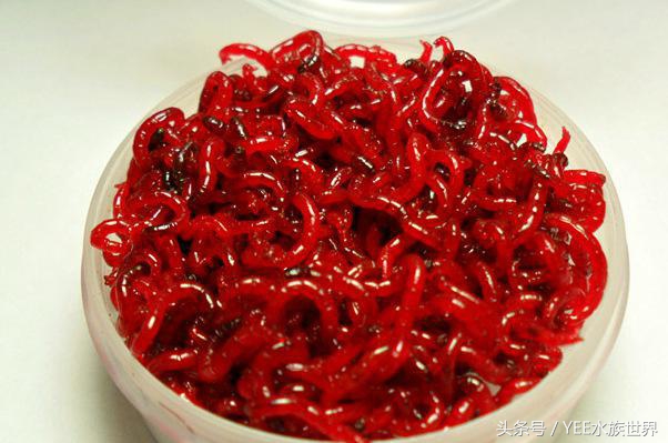 观赏鱼除了吃饲料还可以吃什么,观赏鱼饲料揭秘