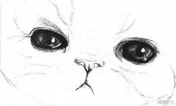 素描大熊猫,零基础怎么画出可爱猫咪素描教程