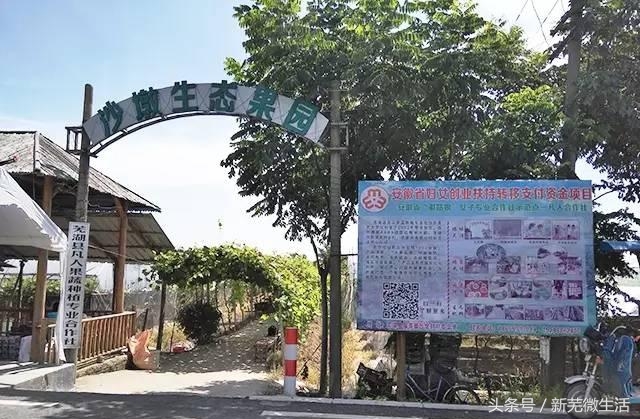 采摘葡萄正当时,采摘梨子正当时